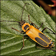 Goldenrod soldier beetle