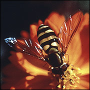 Hover fly