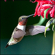 Ruby-throated hummingbird