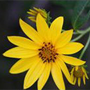 A yellow aster