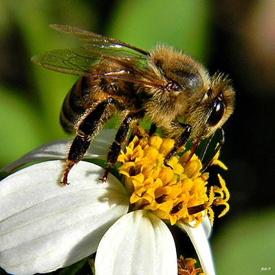 Honey bee gather pollen from a flower