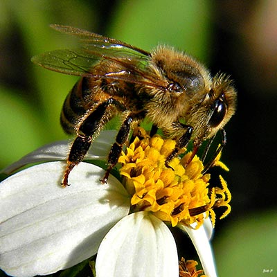 bee pollination