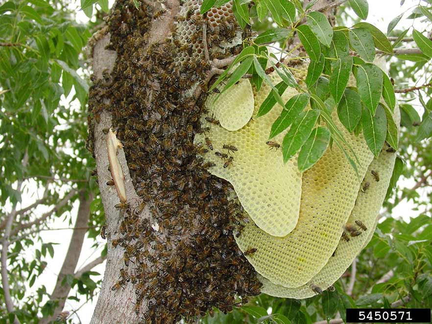 Honey bee hive in a tree