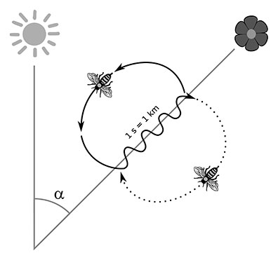 Depiction of the angle from a hive to the sun and to a flower, and the shape of the waggle dance