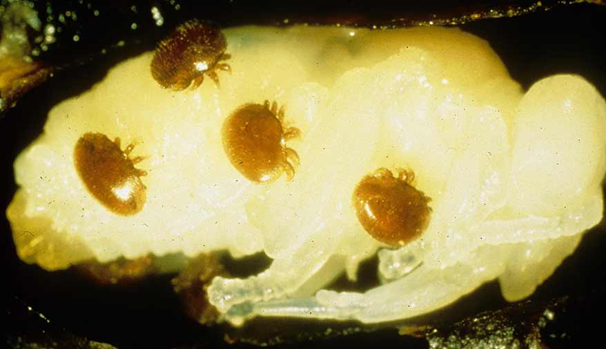 Four varroa mites on a honey bee larva