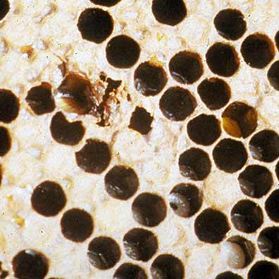 Sunken and perforated cell cappings resulting from American foulbrood disease