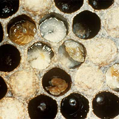 A smattering of dark colored, deflated and shriveled honey bee larvae infected with European foulbrood disease