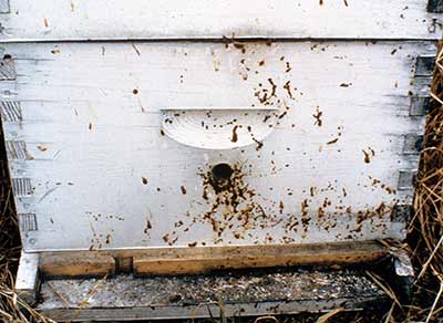 The front of a hive with the brownish streaks that indicate nosema disease