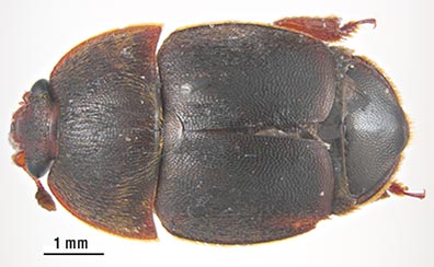 An adult small hive beetle