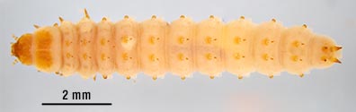 A small hive beetle larva