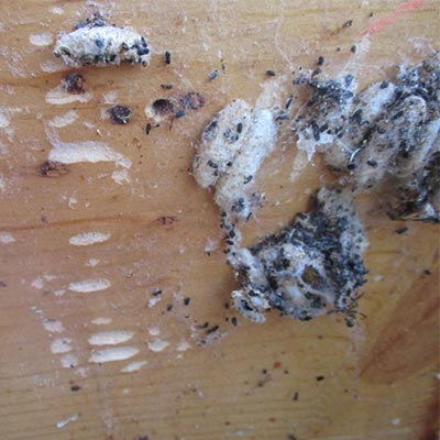 Wax moth webbing, larvae and damage