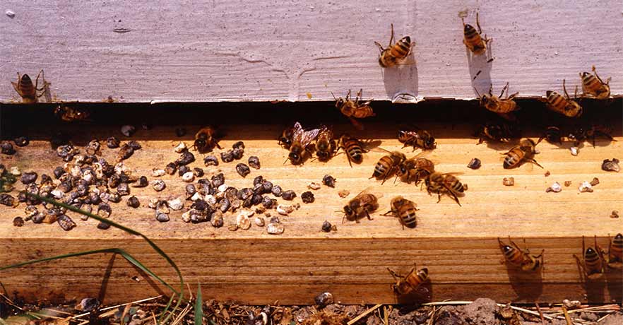 The harden gray mummies of honey bee larvae infected with chalkbrood