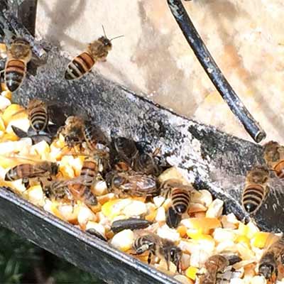 Honey bees raiding a bird feed for corn dust