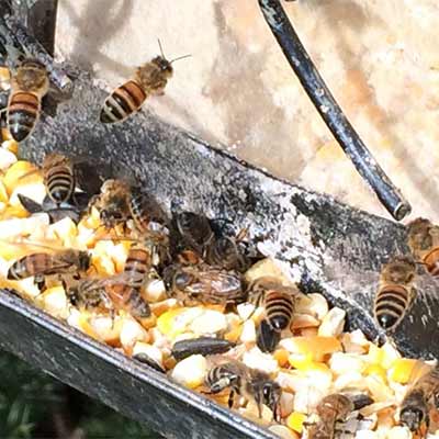 A Bumblebee Nest in the Wrong Place - Laidback Gardener