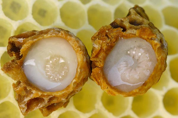 Two queen larvae in cells with royal jelly