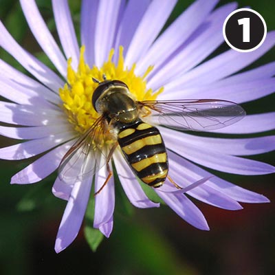 Where Giant Honey Bees Rest Their Wings During Annual Migration