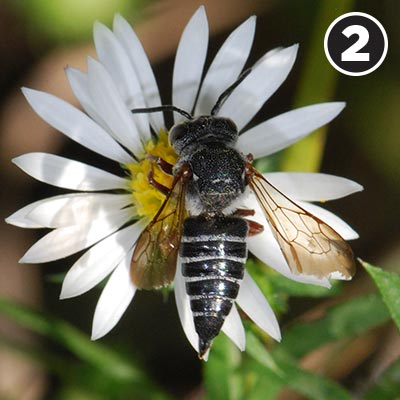 A cuckoo leafcutter bee.