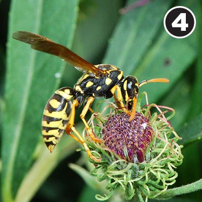 A paper wasp.