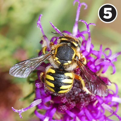 A wool carder bee.