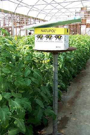 A colony box on a tall table inside a tomato greenhouse.