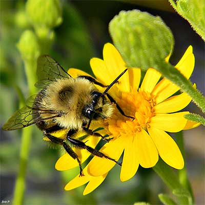 Bumblebees have an incredible sense of smell to find their way