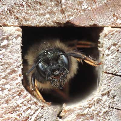 A mason bee looking out from a tunnel in a block of wood.