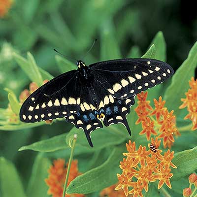 A black swallowtail.