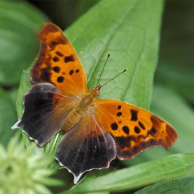 A question mark butterfly.