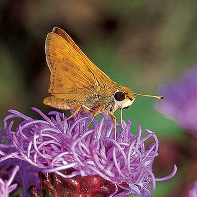 A skipper.