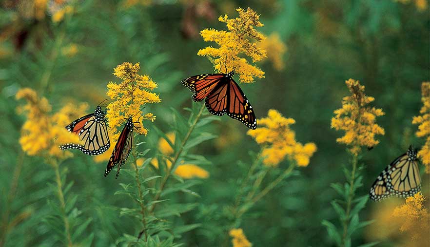Monarch butterflies on milkweed plants.