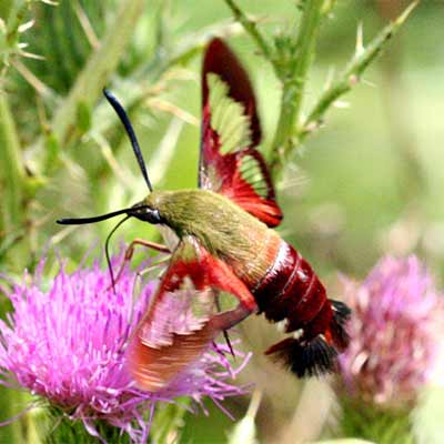 A snowberry clearwing moth.