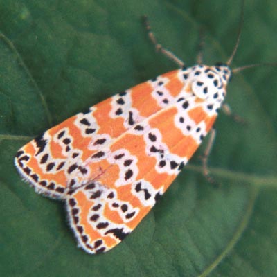 A bella moth.