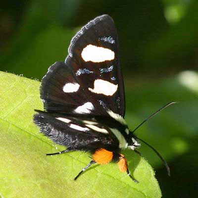 An eight-spotted forester moth.