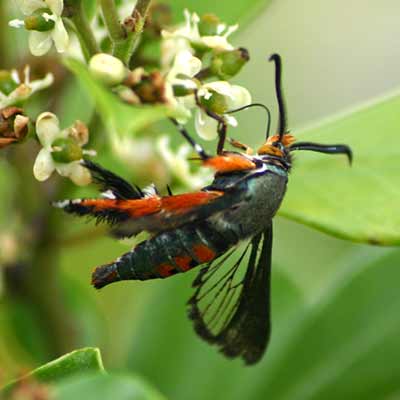 A squash vine borer.