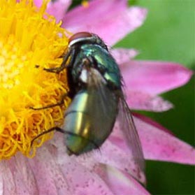 A blow fly.