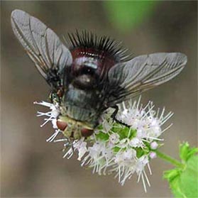 A tachinid fly.