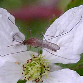 A mosquito on a bog orchid.