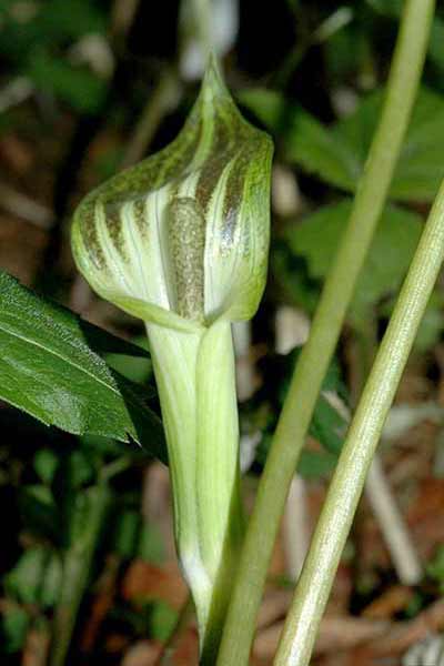 Jack-in-the-pulpit.