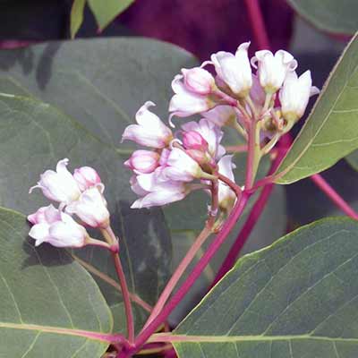 Dogbane.