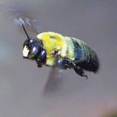 A carpenter bee in flight.