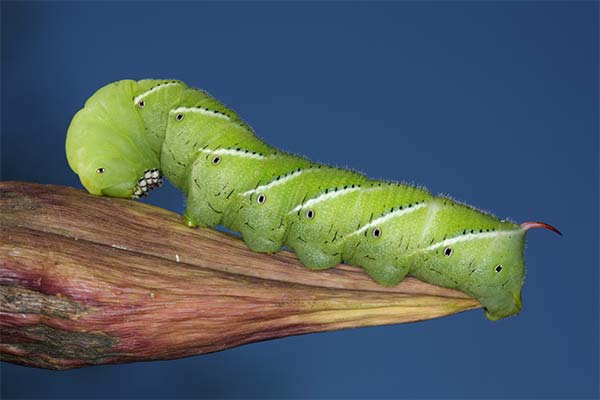 A tobacco hornworm.