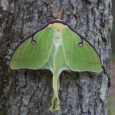 A luna moth.