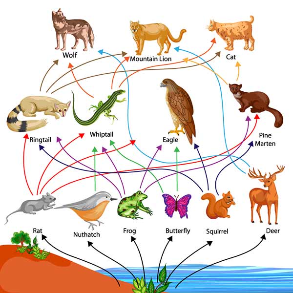 A food web beginning with plants and branching out animals that eat those plants and then to animals that eat the first animals.