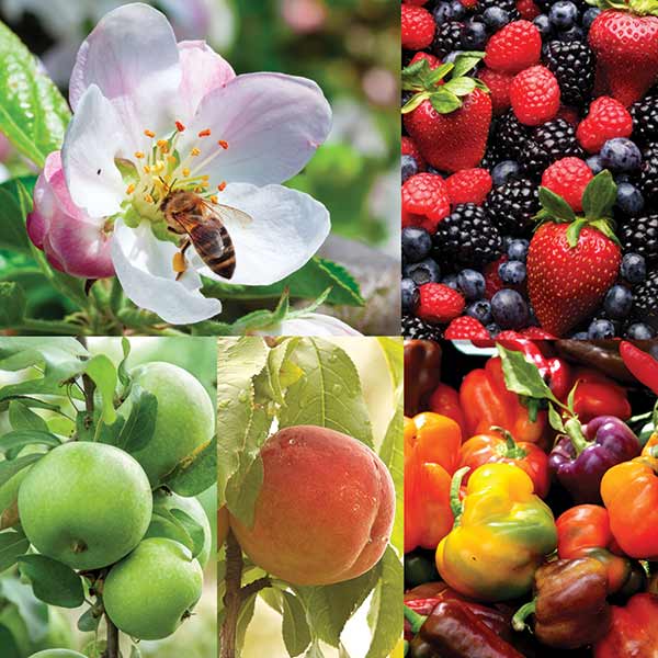 Collage of fruits, vegetables and a honey bee on a flower.