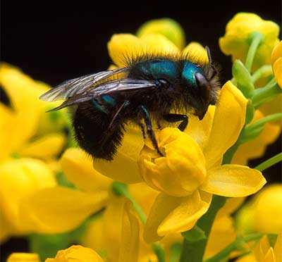 A mason bee on a barberry flower