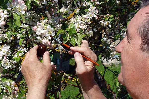 A man hand polinating an apple tree with a small paintbrush.