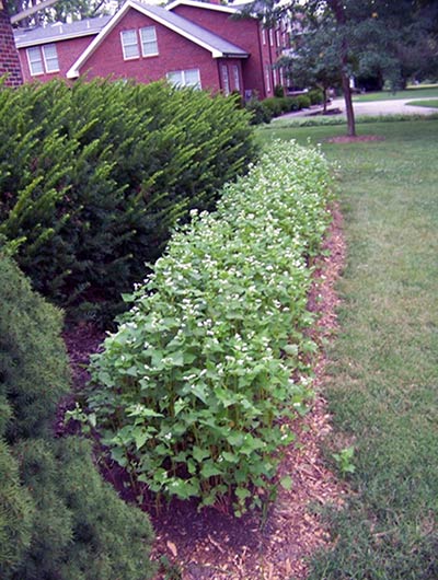 A row of buckwheat between shrubs and a home lawn.