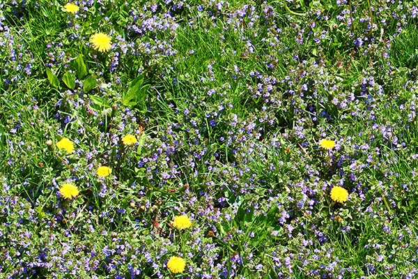 A closeup of a weedy yard, with dandelions and other plants often consider weeds.