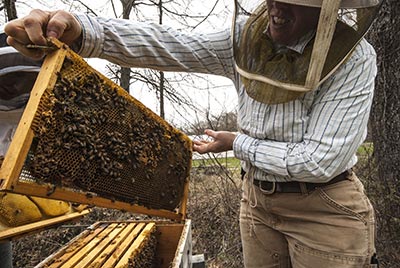 Elizabeth Graznak working a hive.