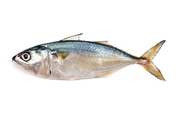 Mackerel